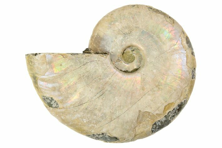 2.65" Silver, Iridescent Ammonite Fossil - Madagascar